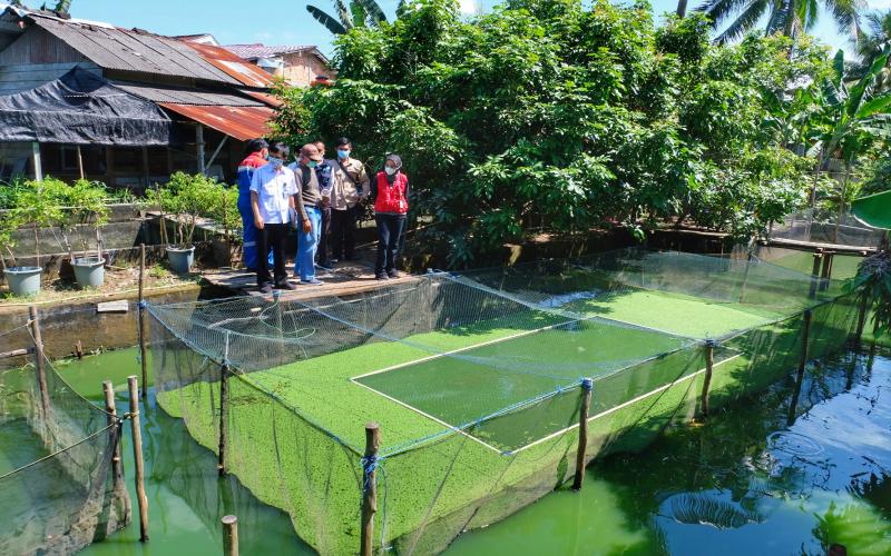  Nyaris Punah, Pertamina RU III Plaju Dukung Pelestarian Ikan Belida