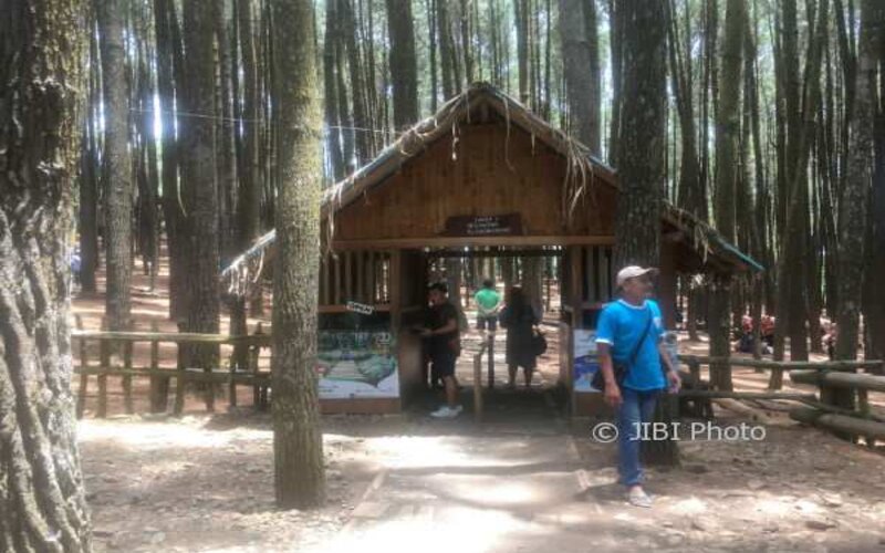  Puluhan Kendaraan Wisatawan ke Wisata Pinus Mangunan Diputar Balik