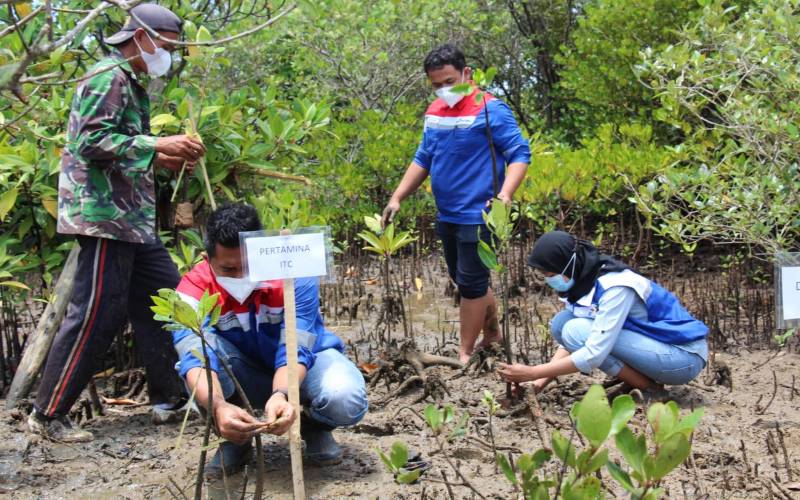  Tanam Mangrove, Pertamina Pulihkan Lahan Kritis di Pesisir Cilacap