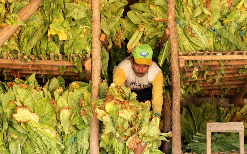 Pekerja memasukan daun tembakau hasil panen ke dalam gudang di Sidowangi Wongsorejo, Banyuwangi, Jawa Timur, Senin (21/9/2020). Petani setempat mengaku terpaksa menyimpan hasil panen di gudangnya dikarenakan harga tembakau turun dan kesulitan menjual hasil panennya karena tidak ada permintaan dari pabrik. /ANTARA