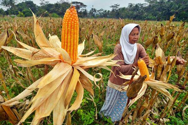 Petani memanen jagung untuk pakan ternak ayam di Dusun Guha, Kabupaten Ciamis, Jawa Barat./Antara/Adeng Bustomi