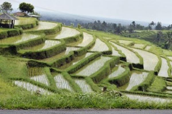Beralih Gunakan Listrik, Produktivitas Petani di Bali Meningkat