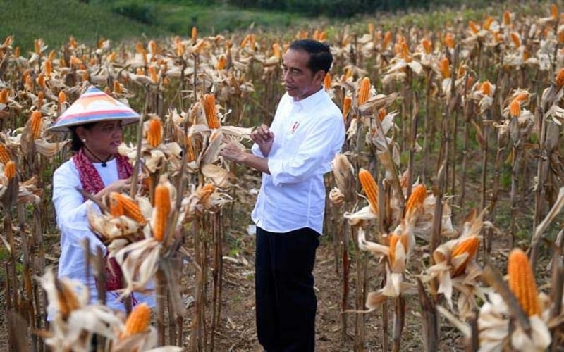 Presiden Joko Widodo (kanan) didampingi Ibu Negara Iriana Joko Widodo memanen dalam acara panen raya jagung di Gorontalo, Jumat (1/3/2019)./ANTARA-Akbar Nugroho Gumay 