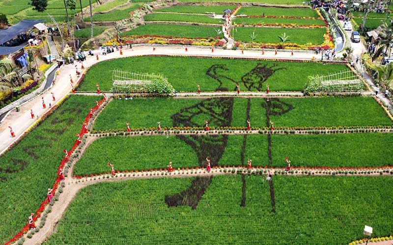  Sawah Bermotif Penari Gandrung di Banyuwangi Menjadi Destinasi Wisata Baru