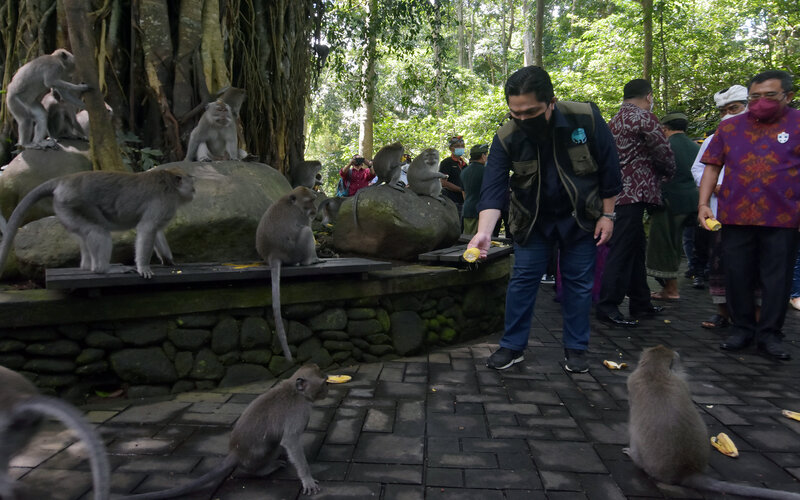 Menteri BUMN Erick Thohir memberikan makanan ke sejumlah kera ekor panjang di obyek wisata Monkey Forest, Ubud, Gianyar, Bali, Senin (20/9/2021). Kunjungan Menteri BUMN ke obyek wisata yang dihuni sekitar 1.200 kera ekor panjang tersebut untuk memberi bantuan pakan hewan kepada pengelola obyek wisata di masa pandemi Covid-19./Antara-Nyoman Hendra Wibowo.