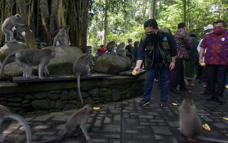  Monkey Forest Ubud Dapat Bantuan dari Kementerian BUMN