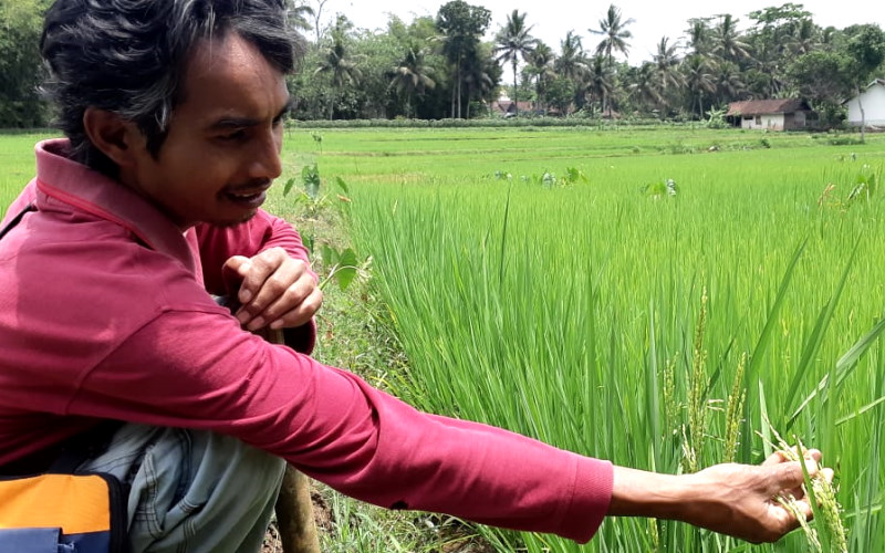 Samsul Hadi, petani di Desa Gentan, Kecamatan Susukan, Kabupaten Semarang, menunjukkan butir padi yang dikembangkan menggunakan sistem pertanian organik./Bisnis-Muhammad Faisal Nur Ikhsan