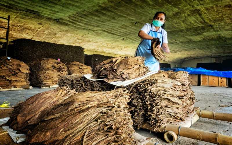  Produksi Tembakau PTPN X Sudah Mencapai 77 Persen