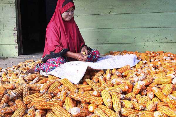  Stok Jagung Langka, Mentan Cek Langsung ke Pabrik Pakan