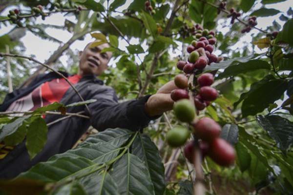 Petani memeriksa tanaman kopi. /Antara-Raisan Al Farisi