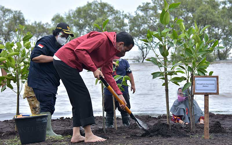  Tanpa Alas Kaki, Presiden Joko Widodo Tanam Mangrove di Riau