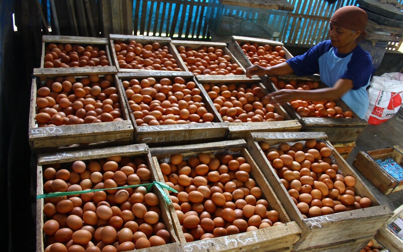 Pekerja menimbang telur ayam hasil panen di sebuah peternakan ayam petelur di Wonokoyo, Malang, Jawa Timur, Selasa (21/9/2021). Tak kunjung naiknya harga telur ayam yang berada di kisaran Rp14.500 per kilogram dalam tiga bulan terakhir membuat peternak ayam petelur setempat terpaksa melakukan afkir (pemilihan ayam petelur yang sudah tidak produktif lagi) lebih awal untuk mengurangi kerugian sekaligus mengurangi pembengkakan biaya pakan./Antara-Ari Bowo Sucipto.