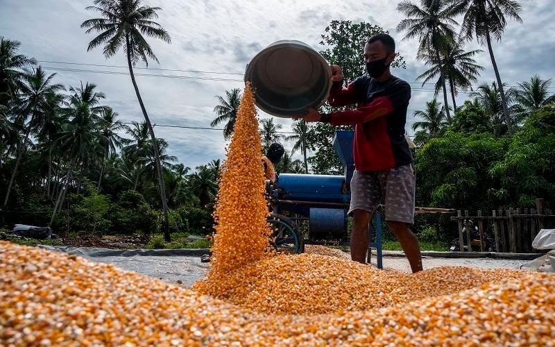Pekerja mengeringkan jagung yang baru dipipil di Desa Balongga, Sigi, Sulawesi Tengah, Senin (6/9/2021). /Antara Foto-Basri Marzuki