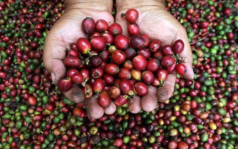  Petani Kopi di Jawa Timur Hanya Memetik Buah Yang Merah Untuk Meningkatkan Harga Jual