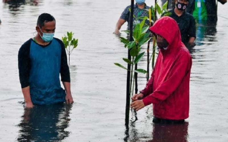 Presiden Joko Widodo atau Jokowi ikut menanam mangrove di Pantai Setokok, Kota Batam, Provinsi Kepulauan Riau, meski kondisi air sedang pasang, Selasa, (28/9/2021)./Instagram @jokowi