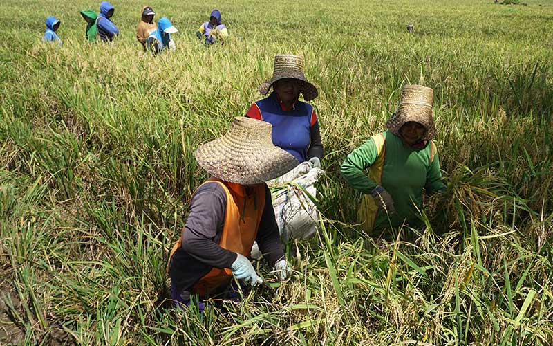  Upah Buruh Panen Raya di Sulawesi Barat Senilai Rp120.000 Per Orang