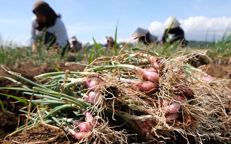  Bawang Merah dan Telur Ayam Jadi Penyebab Deflasi di Yogyakarta