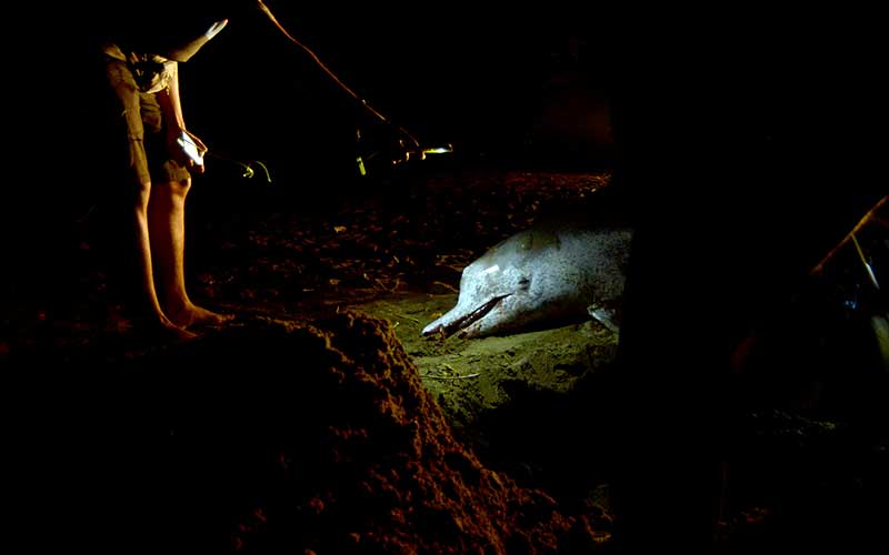  Lumba-Lumba Bungkuk Yang Terdampar di Pantai Pasir Jambak Padang Akhirnya Mati