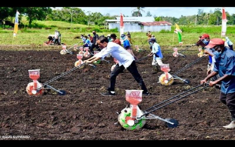  Jokowi Tanam Benih Jagung di Papua Barat