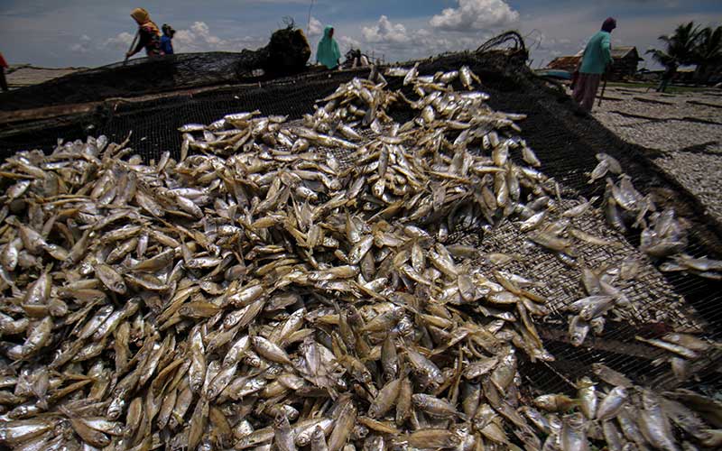  Intensitas Hujan Tinggi, Produksi Ikan Kering Merosot