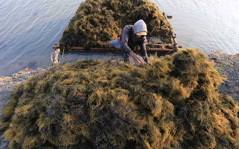  Kemenperin Terus Dorong Peningkatan Produktivitas dan Daya Saing Pengolahan Rumput Laut