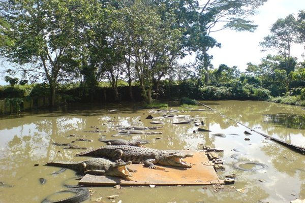  Awas Buaya, Dilarang Berenang! Polisi Tutup Penangkaran Buaya di Muarojambi