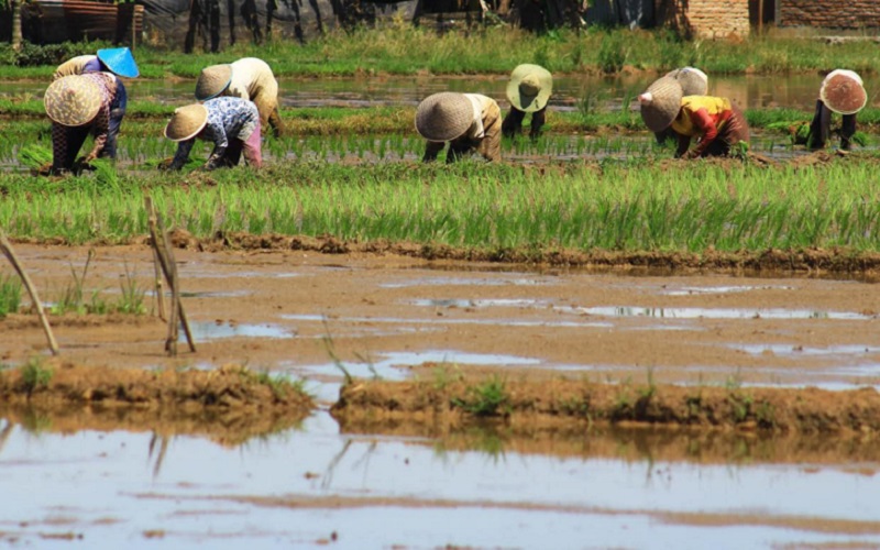  Sumbar Optimistis Target Produksi Padi 2021 Sebanyak 1,5 Juta Ton Tercapai