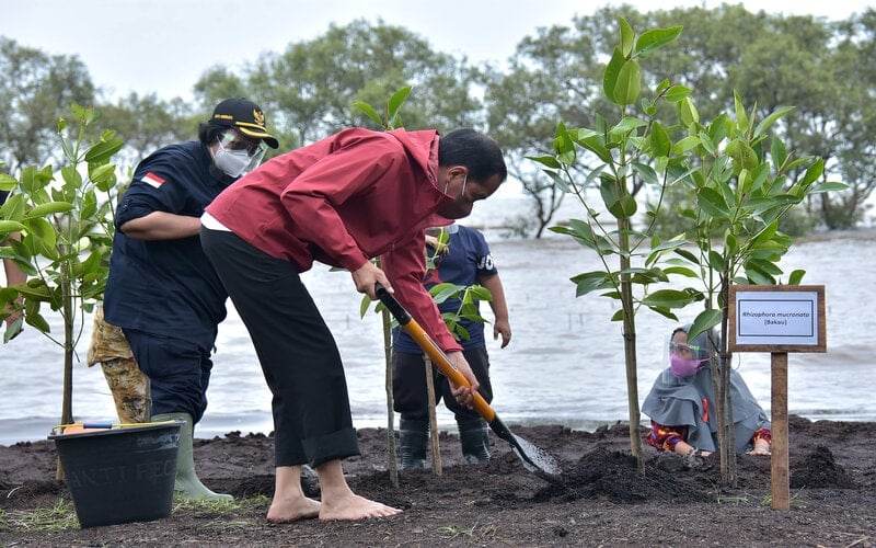  Hutan Mangrove Bakal Jadi Venue KTT G20 di Bali