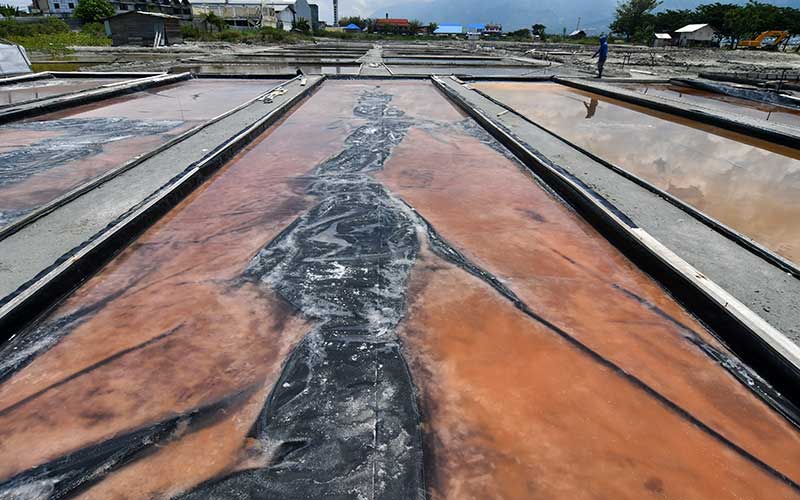  Petani Garam di Palu Mulai Memproduksi Garam Dengan Sistem Geomembran