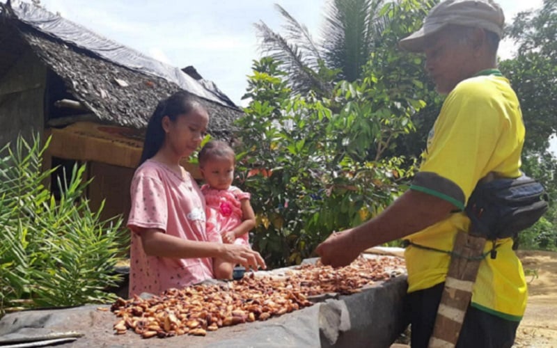 Kabar Gembira Buat Petani Kakao, Harga Naik Mencapai Rp24.000 per Kg