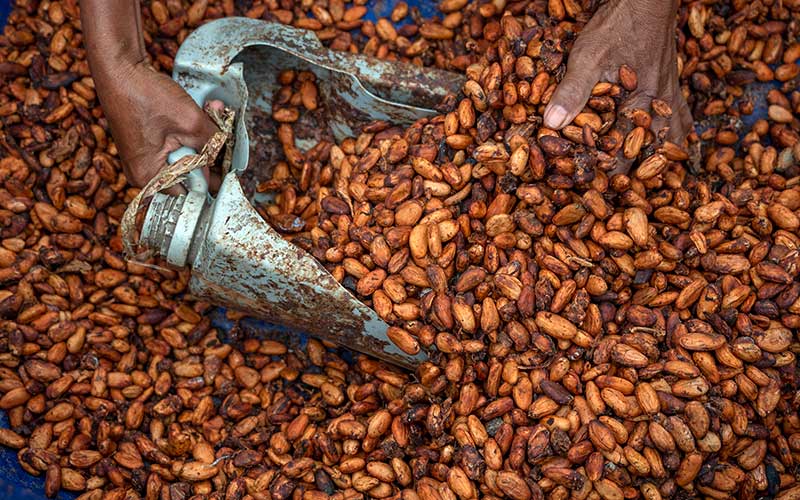  Indonesia Dinobatkan Sebagai Produsen Kakao Terbesar ke-6 di Dunia
