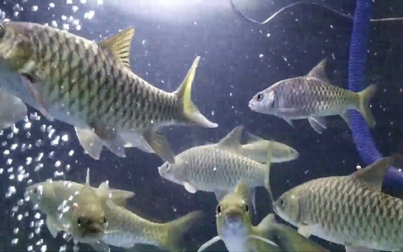 Ikan Dewa Telaga Sarangan, Ini Mitos dan Faktanya