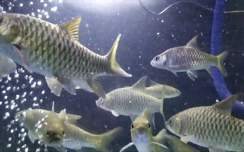  Ikan Dewa Telaga Sarangan, Ini Mitos dan Faktanya