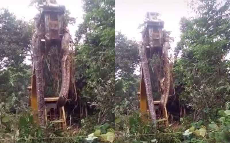  Viral Ular Piton Raksasa Ditemukan di Hutan, Badannya Sepanjang Excavator