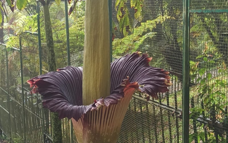  Bunga Bangkai di Kebun Raya Cibodas Mekar Lagi, Ini Penampakannya