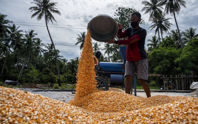 Pekerja mengeringkan jagung yang baru dipipil di Desa Balongga, Sigi, Sulawesi Tengah, Senin (6/9/2021)./ANTARA FOTO-Basri Marzuki
