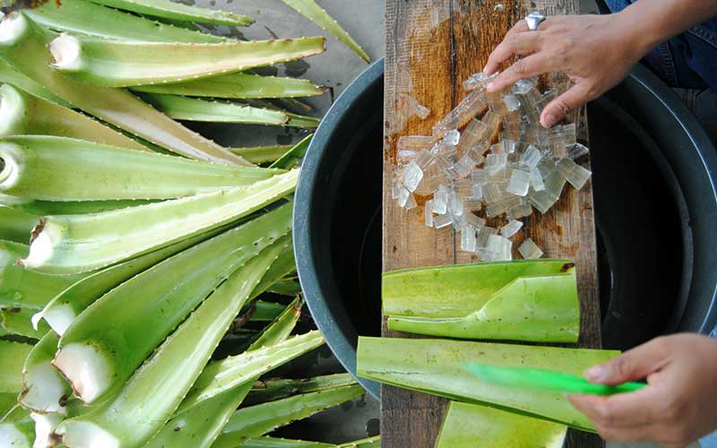  Produksi Minuman Lidah Buaya di Bogor