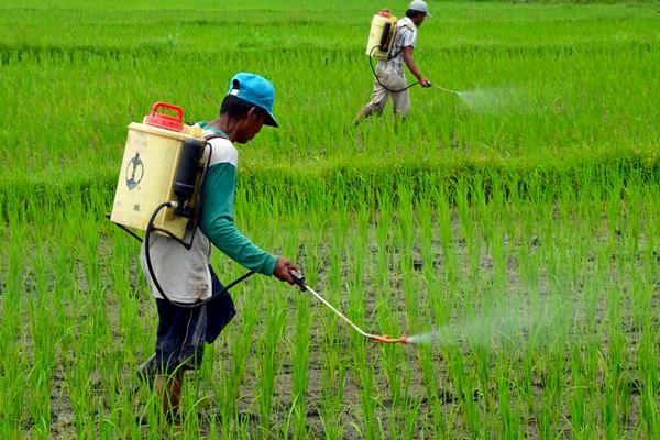  Petani Subang Tak Galau Lagi dengan Serangan Hama Wereng, Ini Sebabnya