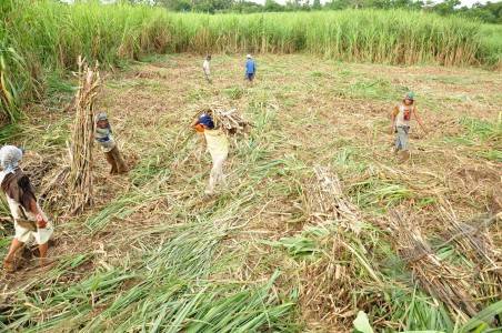  PTPN X Salurkan Subsidi Bibit Tebu Unggul untuk 385 Petani