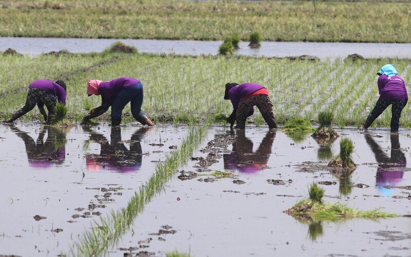  Inovasi Petani Padi di Kediri Terbukti Meningkatkan Produksi