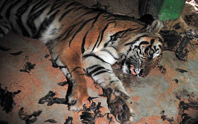  Harimau Sumatera Yang Terlibat Konflik Dengan Manusia di Jambi Berhasil Diamankan