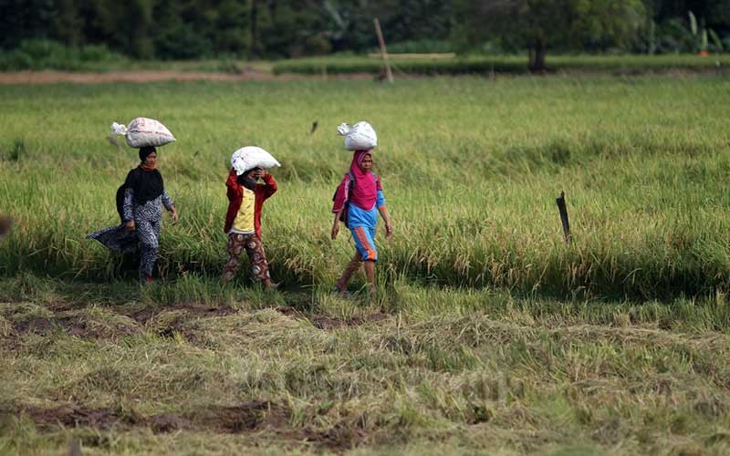  BPS Catat Nilai Tukar Petani Gabungan Provinsi Sulawesi Selatan Pada September 2021 Naik 0,72 Persen