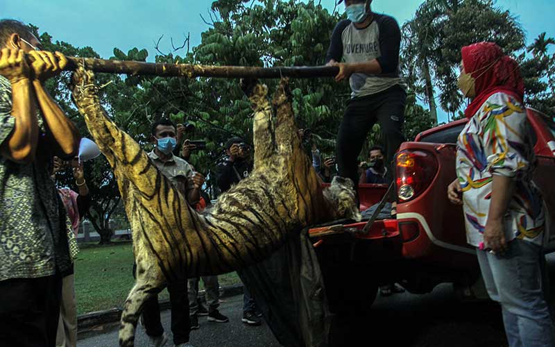  Harimau Sumatra di Jambi Mati Akibat Terjerat