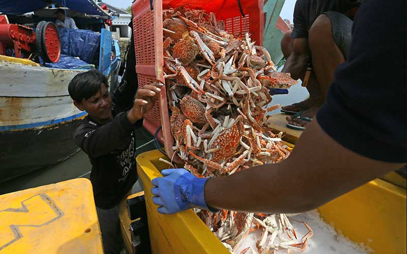  KKP Larang Penangkapan Rajungan, Kepiting dan Lobster Yang Sedang Bertelur