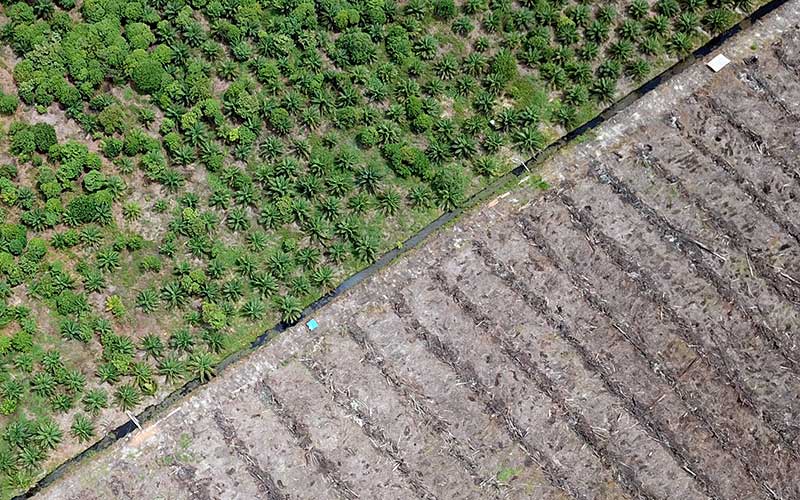  Alih Fungsi Kawasan Konservasi Suaka Margasatwa Menjadi Perkebunan Kelapa Sawit di Aceh