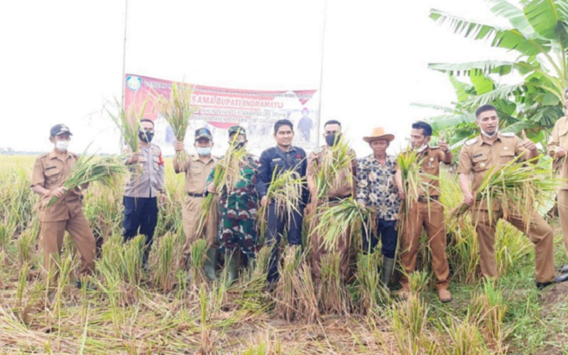 26 Tahun Selalu Gagal Panen, Kini 300 Hektare Sawah di Indramayu Panen Serentak