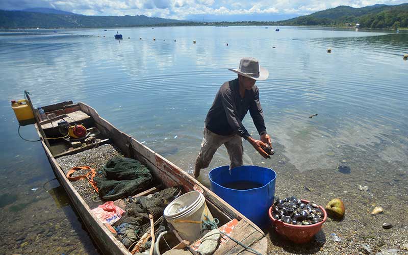  Tangkapan Kerang Lokan Yang Merupakan Khas Danau Singkarak Melimpah