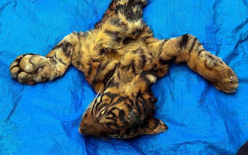  BKSDA Aceh Amankan Kulit Harimau Yang Akan Dijual