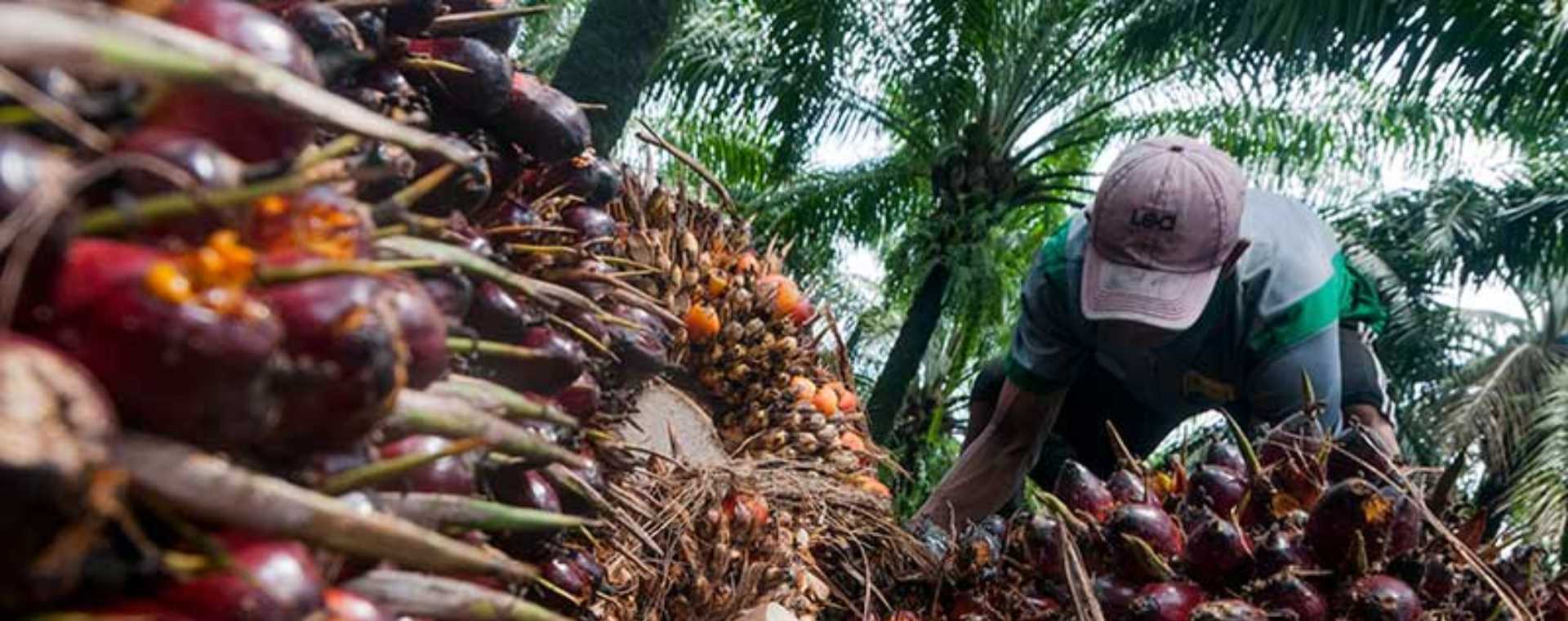  Malaysia Bersiap Pacu Produksi CPO, Bagaimana RI?