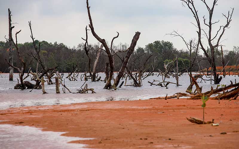  Seluas 37.364 Hektare Hutan Mangrove di Riau Alami Kerusakan Akibat Pembukaan Lahan
